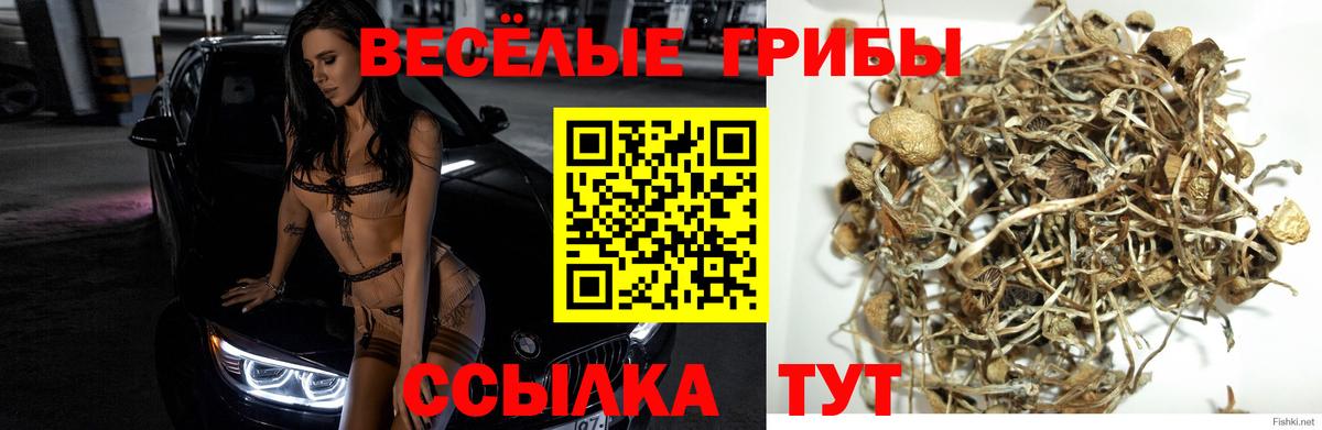 купить  сайты  Псилоцибиновые грибы MAGIC MUSHROOMS  Вход с VPN  Киров 